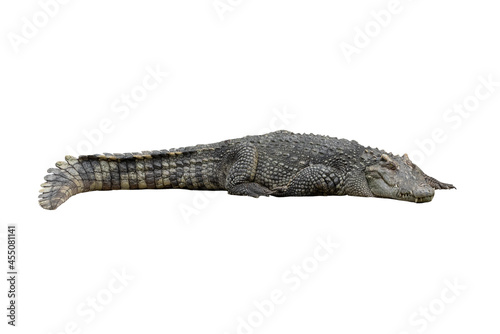 Close-up Large Crocodile image solated on white background.