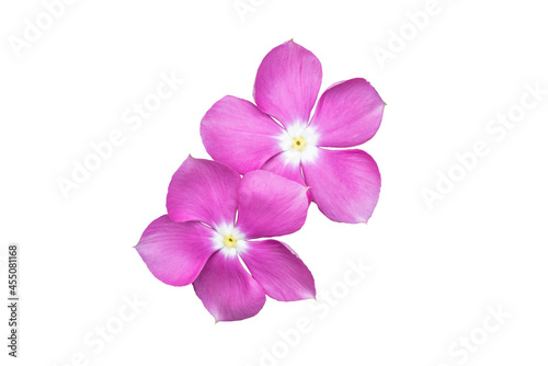 Image pink flowers isolated on the white background. Image easy editable pink flowers.