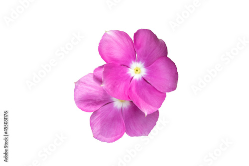 Image  pink flowers isolated on the white background. Image easy editable pink flowers.