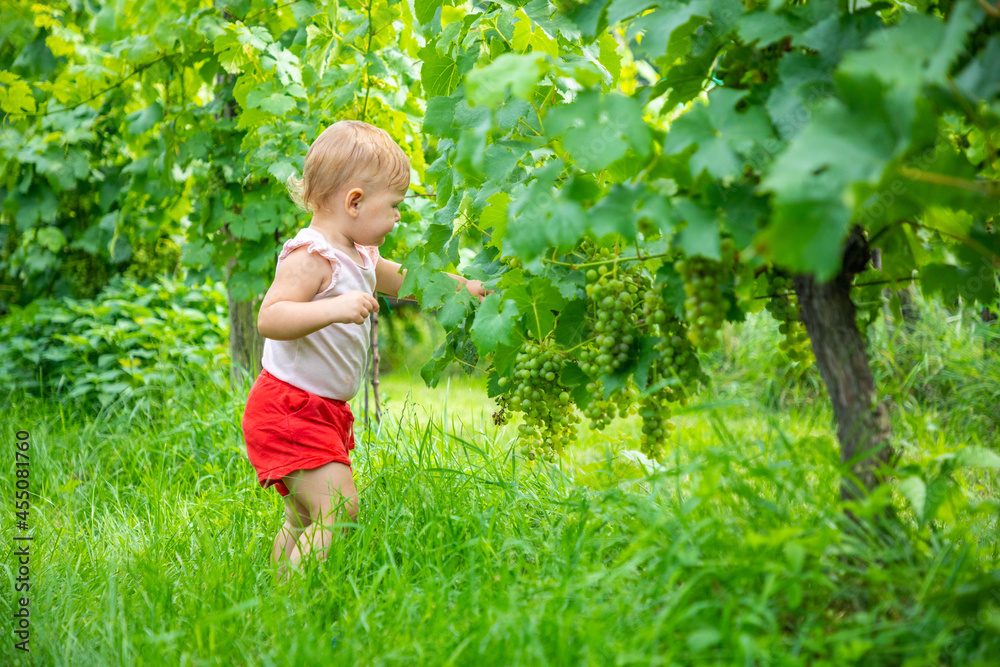 Sweet little baby girl picking fresh ripe grapes in a beautiful sunny summer vine yard in Prague, Czech republic 
