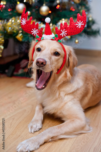 Quadro su tela Leica & Iggy im Weihnachtsfieber unter dem Tannenbaum