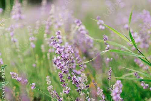 Panorama of lavender field morning summer blur background. Summer lavender. Floral background. Shallow depth of field	