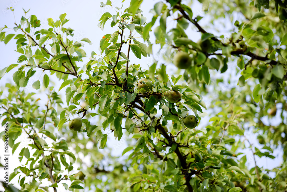 Pear, fruit tree against blue sky	