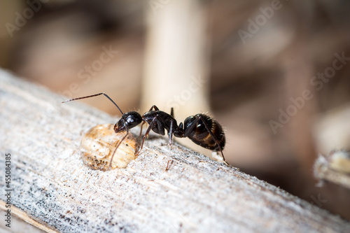Camponotus aethiops worker eat sugar water on a plant