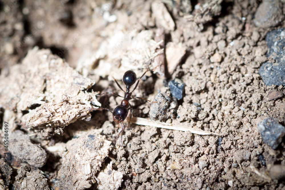 Worker of Messor wasmanni walks on the ground in search of food Worker of Messor wasmanni walks on the ground in search of food