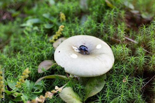 Green russula mushroom and dung beetle closeup