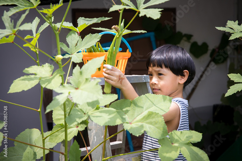 child picking okra, kid n hand picking okra in the home garden
