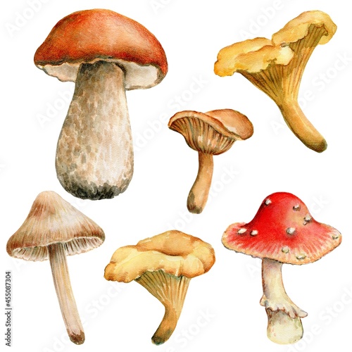 Collection of autumn forest mushrooms, edible mushrooms, inedible mushrooms