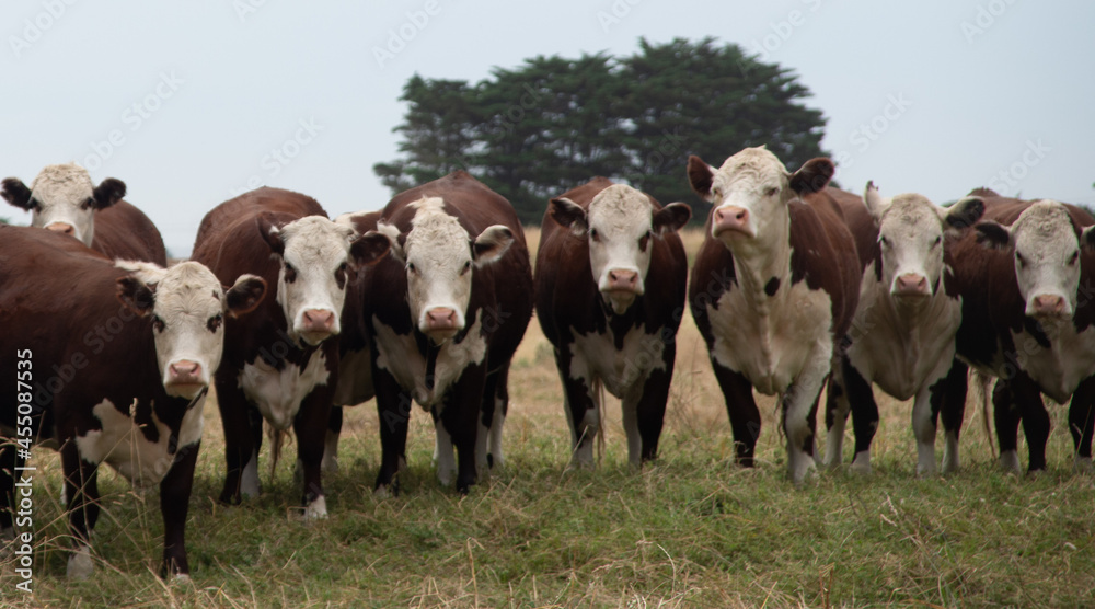 custom made wallpaper toronto digitalInterested cows
