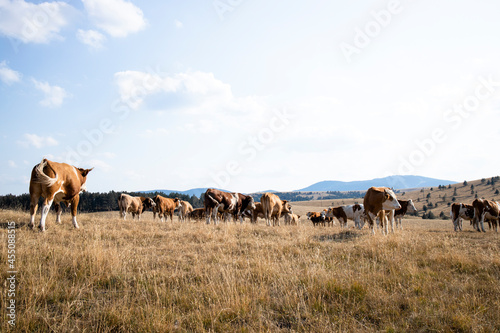 Group of cows standing outdoors in the field and grazing.