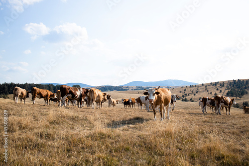 Group of cows standing outdoors in the field and grazing.