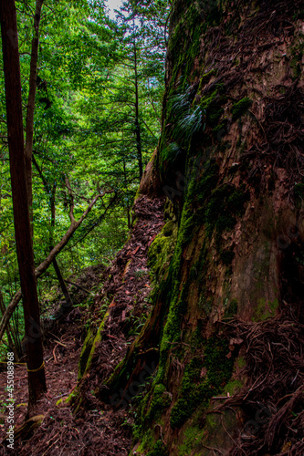 path in the forest