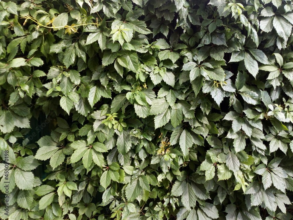Fototapeta premium Five-leaf maiden grape