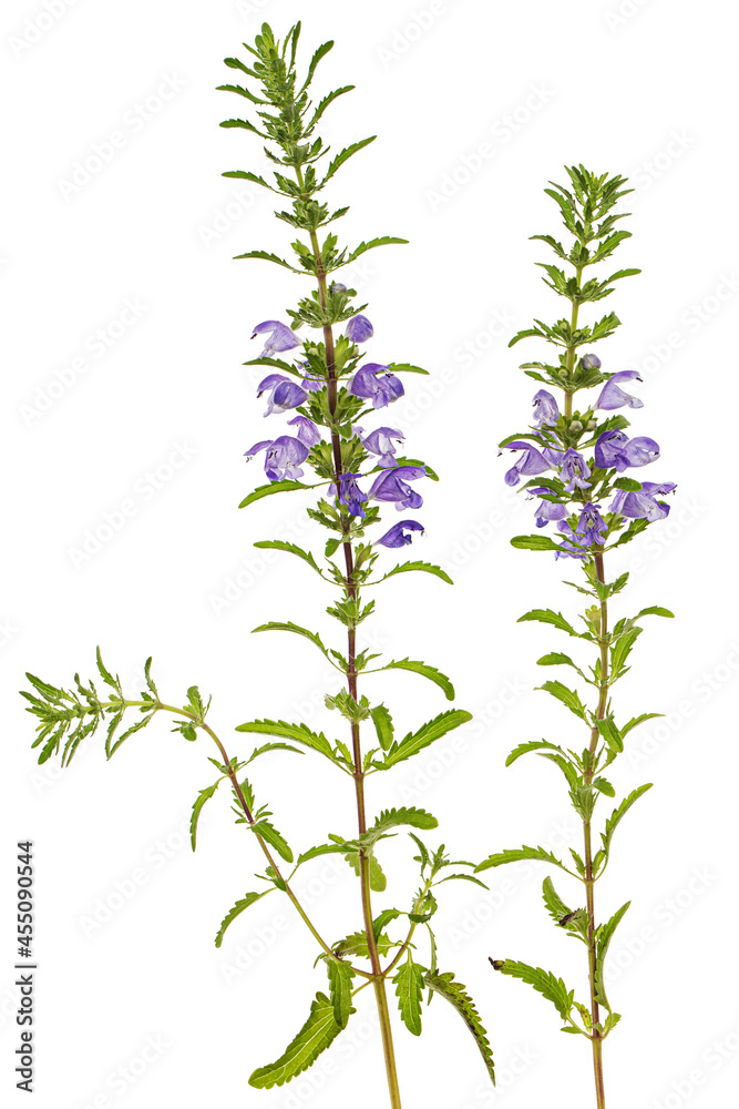 Fototapeta premium Flowering twig of Moldavian dragonhead, lat. Dracocephalum moldavica, isolated on white background