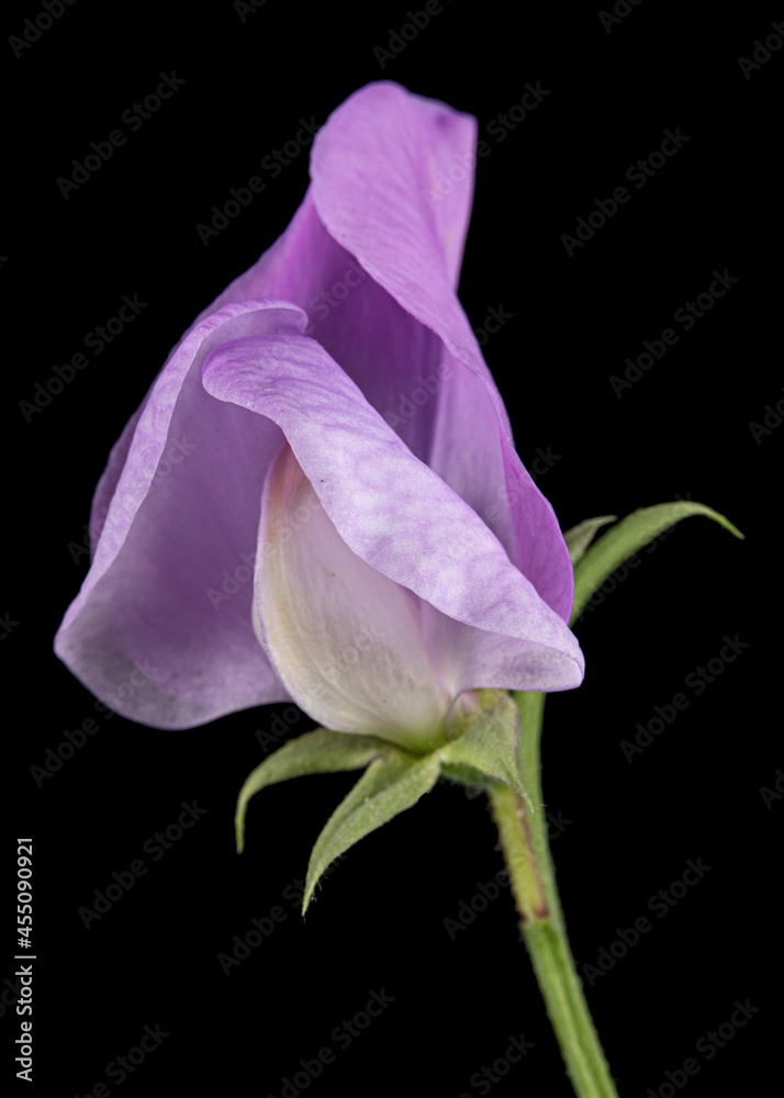 Violet flower of sweet pea, isolated on black background