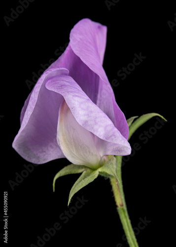 Obraz na płótnie Violet flower of sweet pea, isolated on black background w salonie