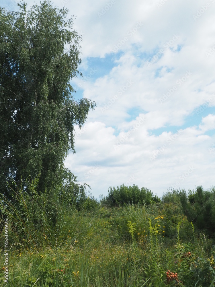 Obraz premium forest and sky