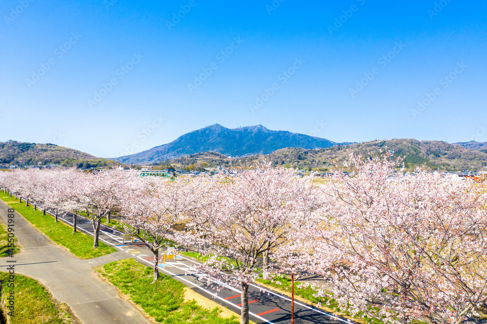 つくば霞ヶ浦りんりんロードの桜並木と筑波山 茨城県 サイクリングロード	