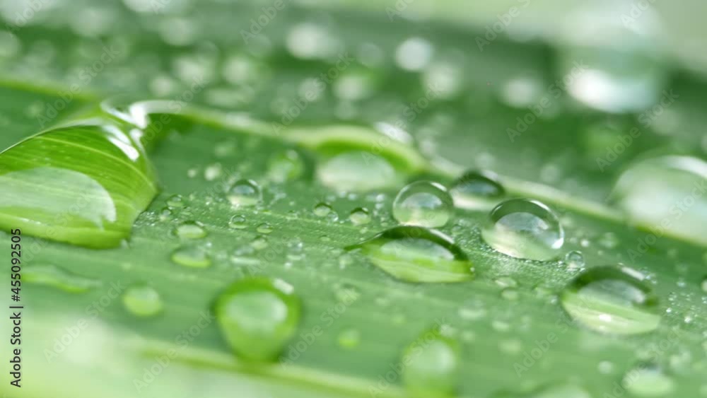 Closeup Water droplets on leaves on green background Closeup Water droplets on leaves on green background