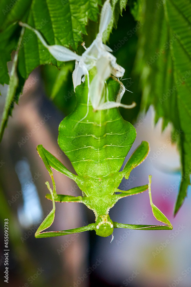 Obraz premium a just freshly skinned turning leaf, Latin Phyllium Phylliidae, hanging on a green blackberry leaf