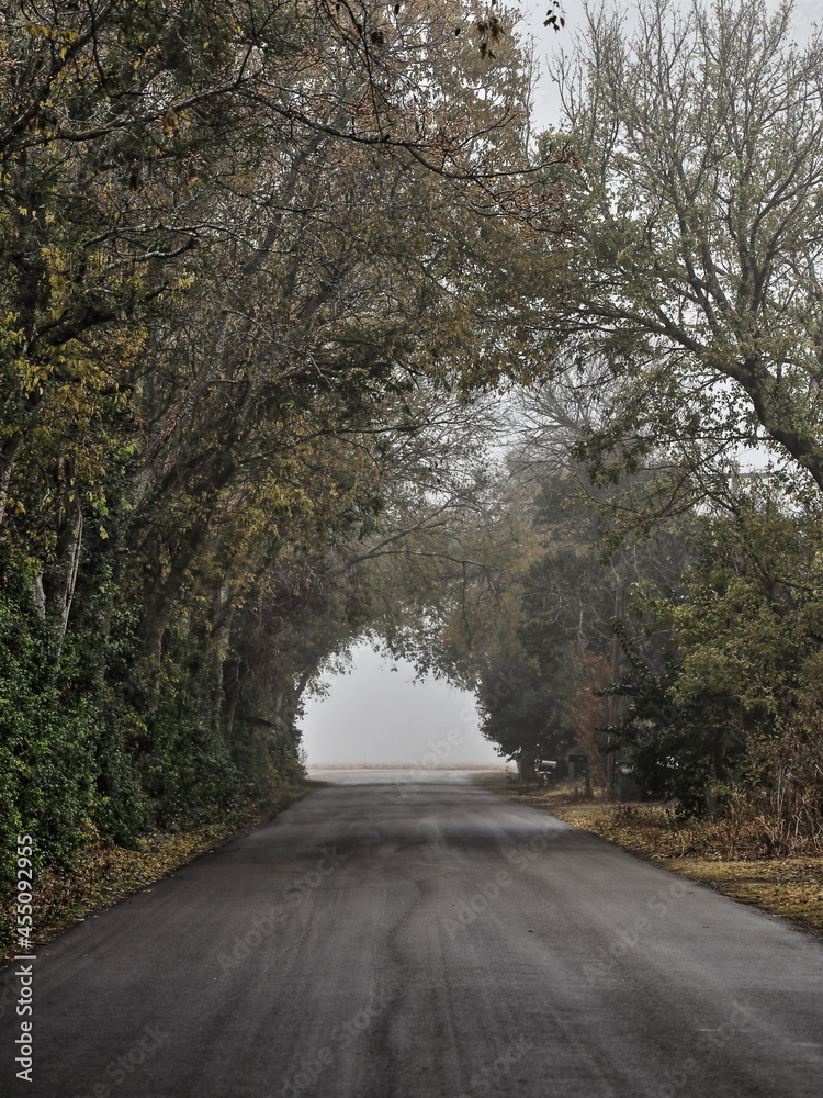Obraz premium Martindale Tree Tunnel