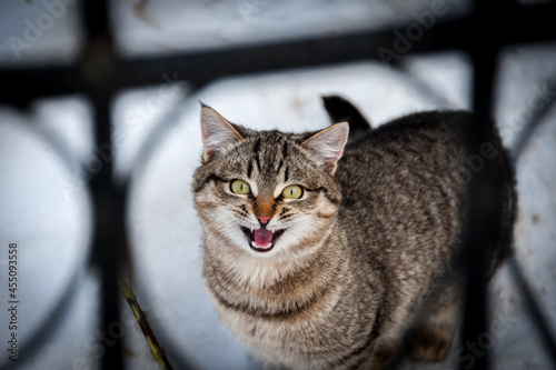 The cat meows behind the fence