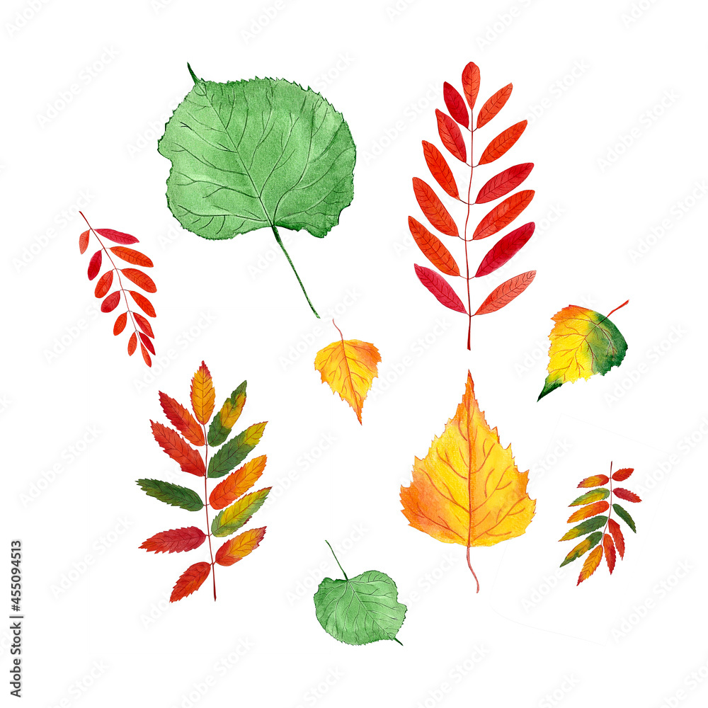 Hand drawn watercolor autumn leaves in yellow, orange, red and green colors.Acacia, linden, birch and rowan leaf