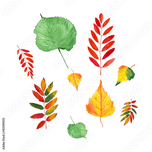Hand drawn watercolor autumn leaves in yellow  orange  red and green colors.Acacia  linden  birch and rowan leaf