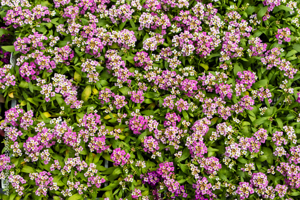 Close up of ground covering blossoming Lobularia maritima. Small flowering perennial plant with white and pink flower, Sweet alyssum.