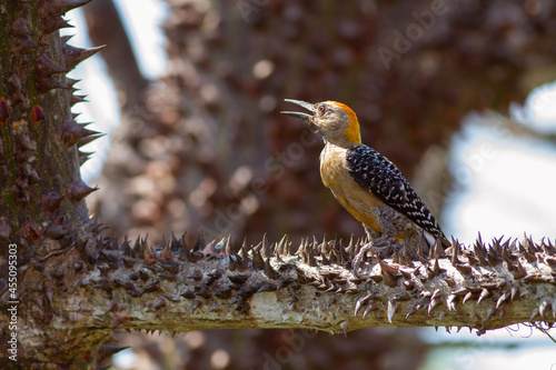 とげのある木の幹に止まっても平気な顔のコスタリカキビタイシマセゲラ