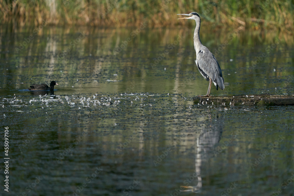 Grey Heron (Ardea cinerea) hunting from a platform on a lake at Ham Wall in Somerset, England, United Kingdom. Grey Heron (Ardea cinerea) hunting from a platform on a lake at Ham Wall in Somerset, England, United Kingdom.