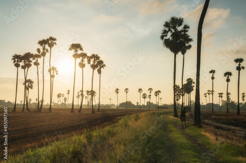 photographer photo sugar palm farm at sunrise
