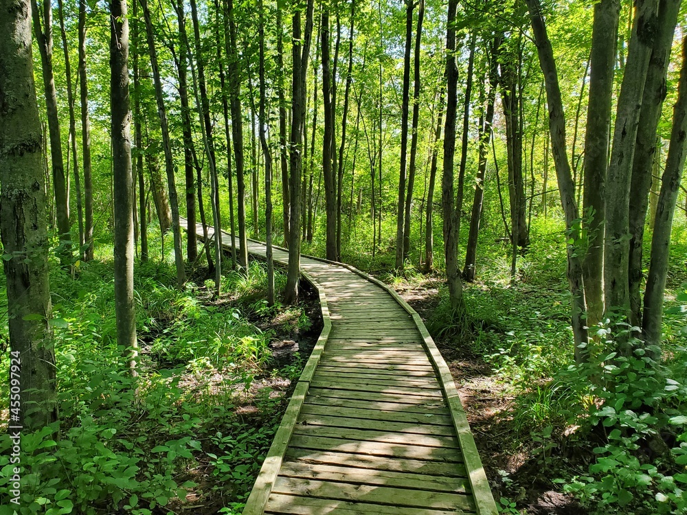 path in the forest path in the forest