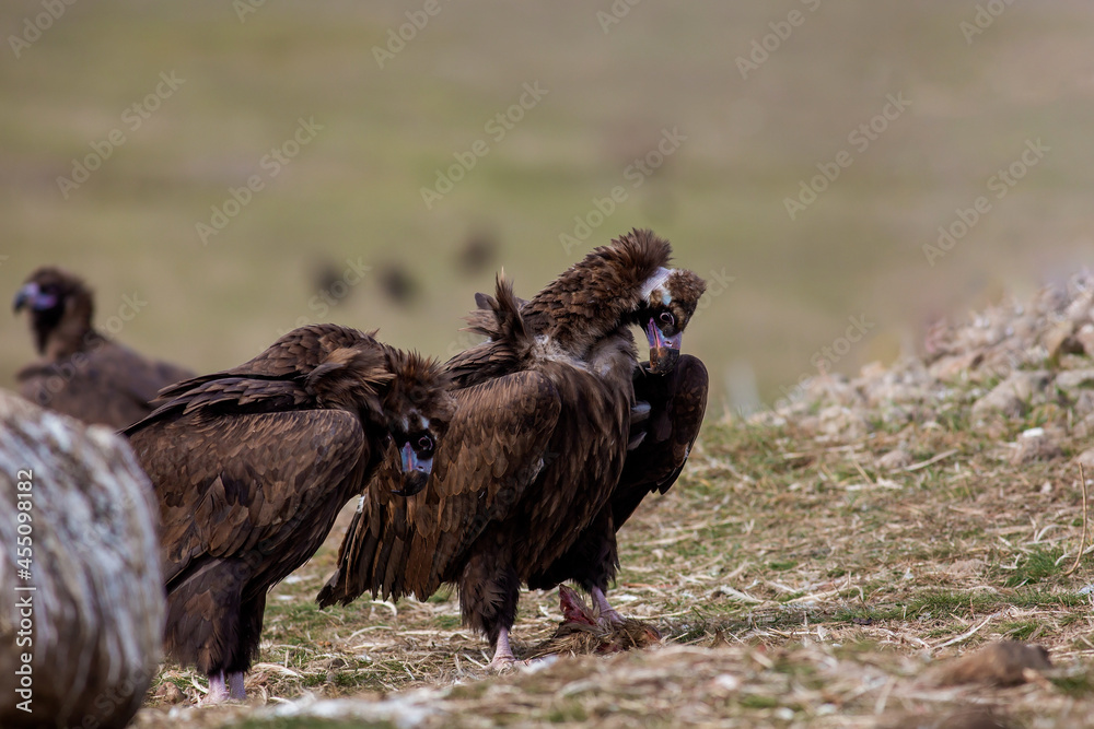 Cinereous Vulture (Aegypius monachus) perched on grass, standing in group. Cinereous Vulture (Aegypius monachus) perched on grass, standing in group.