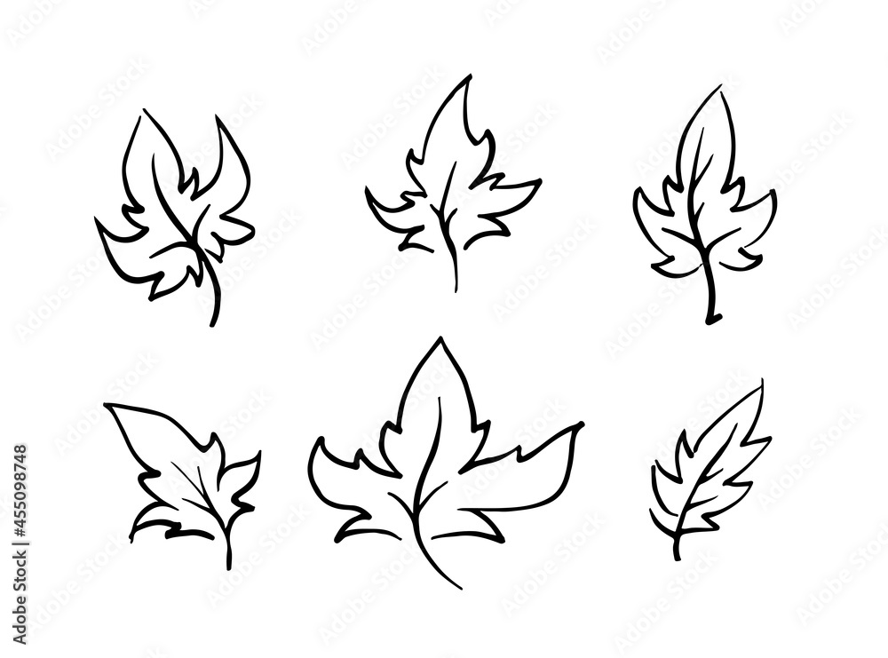 black and white drawing of leaves. Linear art vector illustration isolated on white background black and white drawing of leaves. Linear art vector illustration isolated on white background