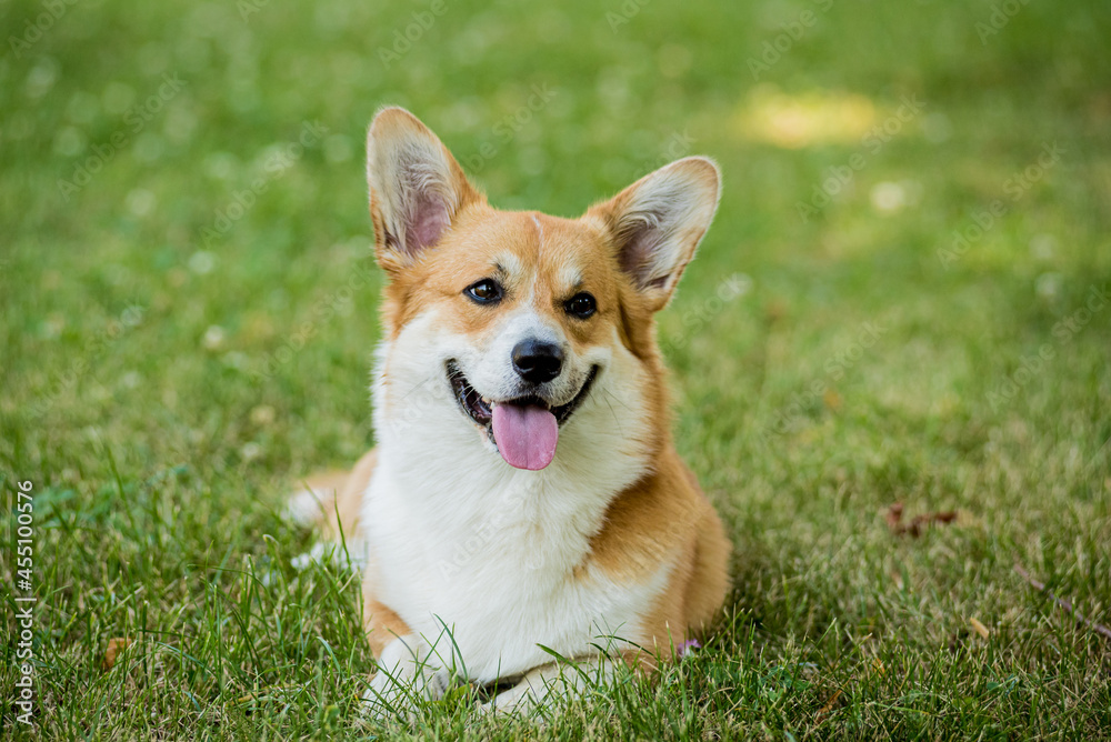 Portrait of Welsh corgi pembroke in the city park Portrait of Welsh corgi pembroke in the city park
