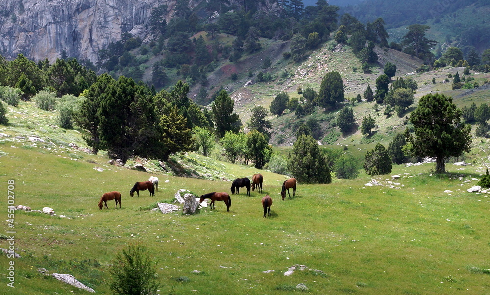 Fototapeta premium A mountain village house and wild horses in Antalya Bey Mountains