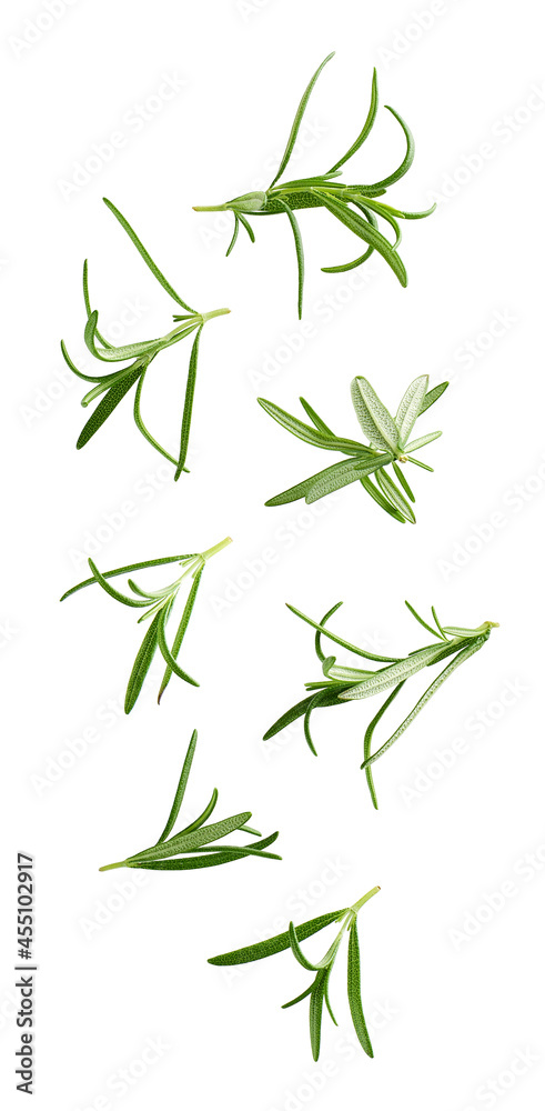 Flying rosemary leaves isolated on white background Flying rosemary leaves isolated on white background