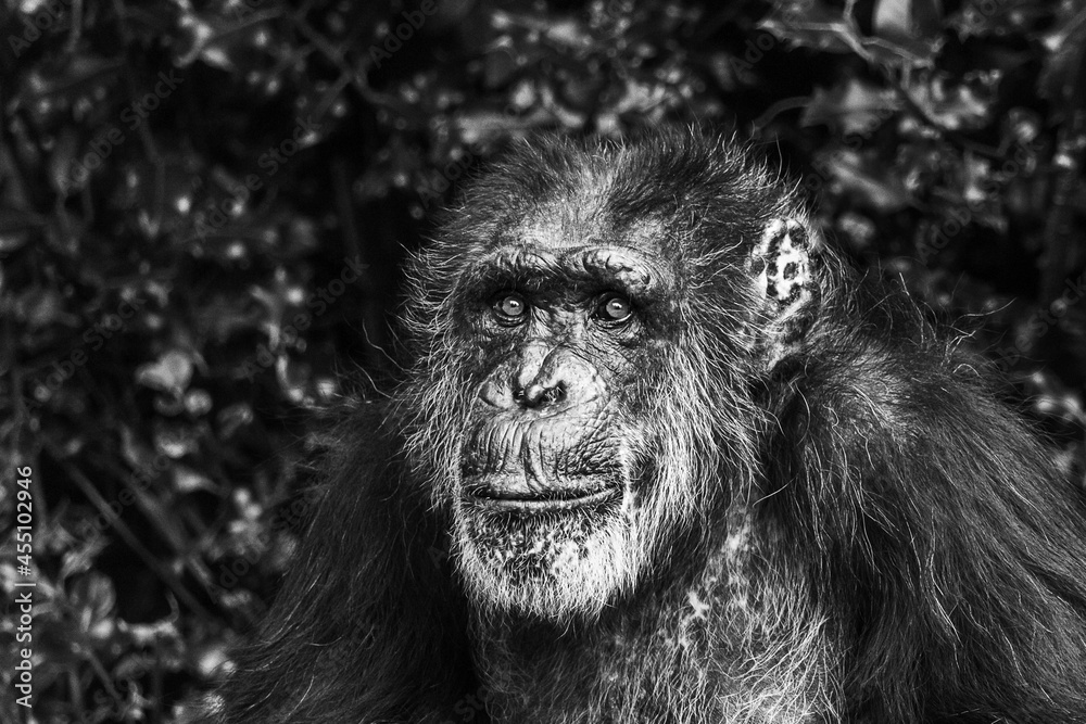 Portrait of a Western Chimpanzee Portrait of a Western Chimpanzee