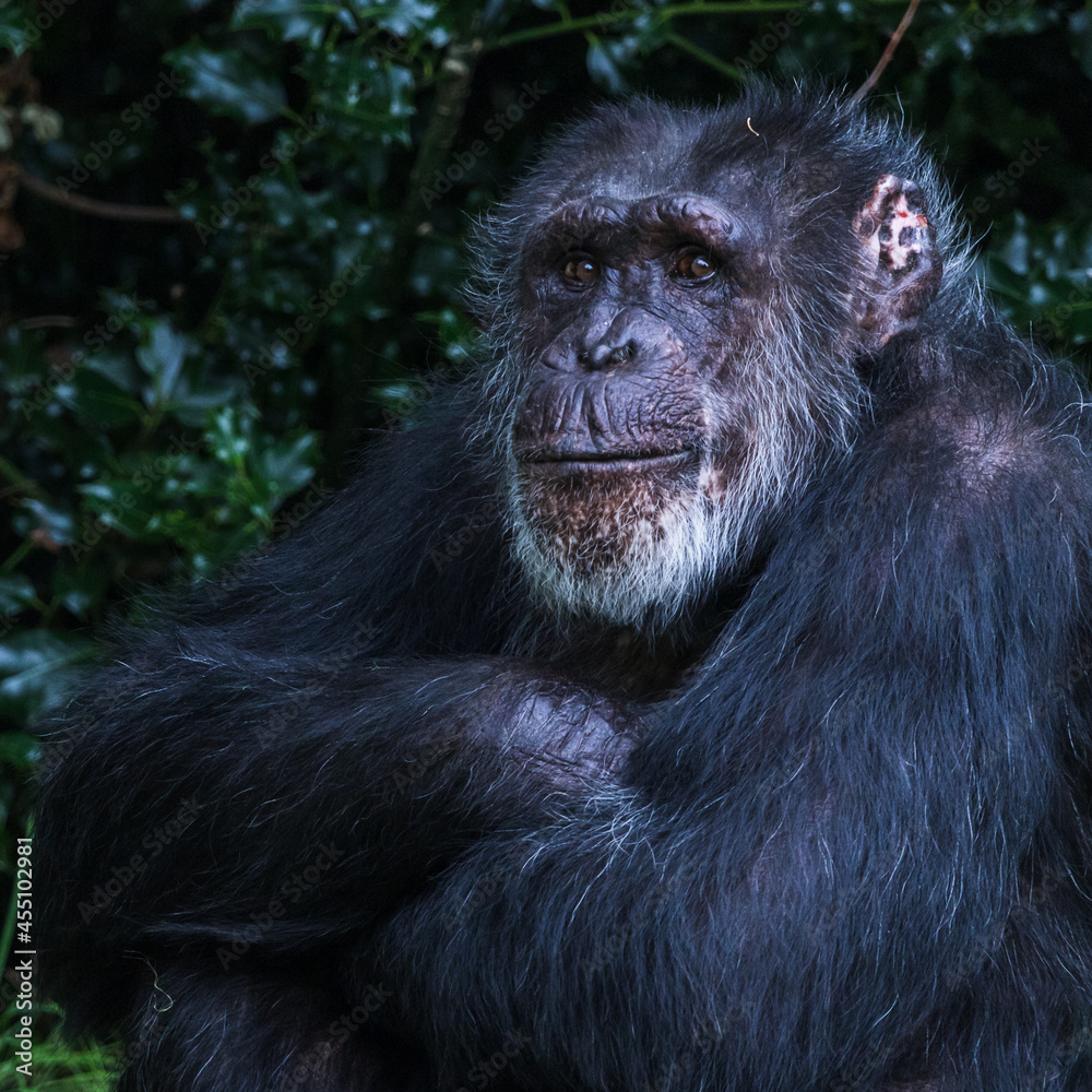 Western Chimpanzee folding its arms Western Chimpanzee folding its arms
