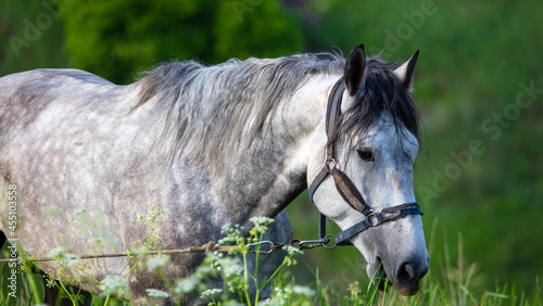 Horse portrait in summer pasture.