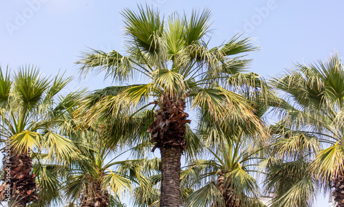 Green leaves of a palm tree