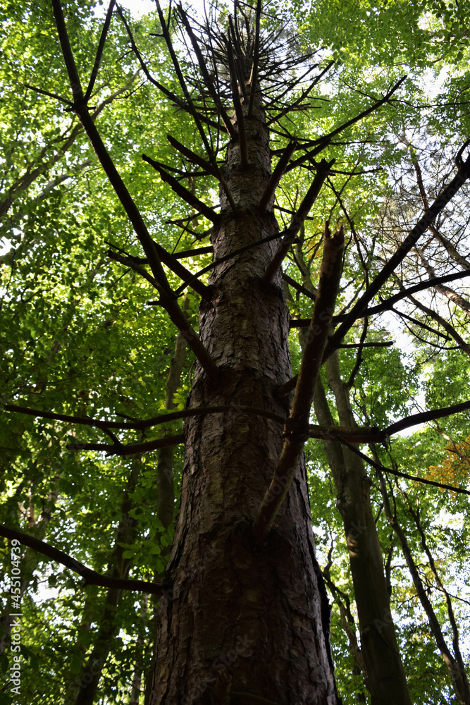 Fototapeta premium Tree in the woods