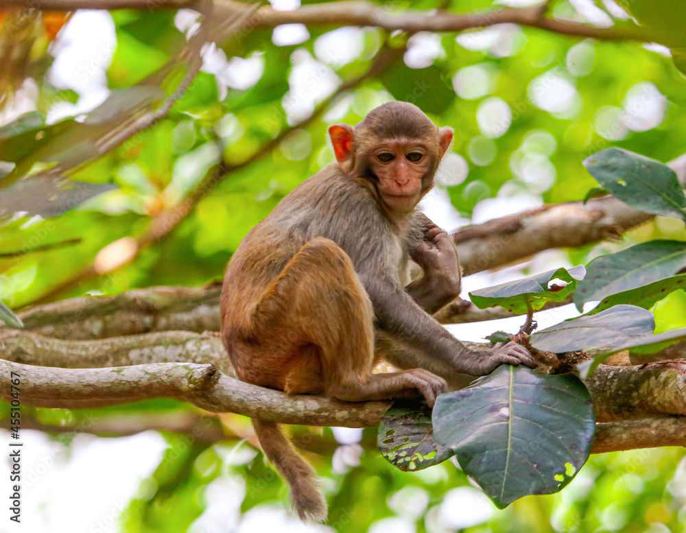 Little monkey on a tree in the park