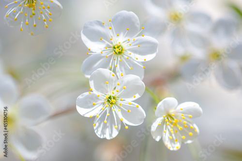 Fototapeta Naklejka Na Ścianę i Meble -  White flowers on a fruit tree on nature