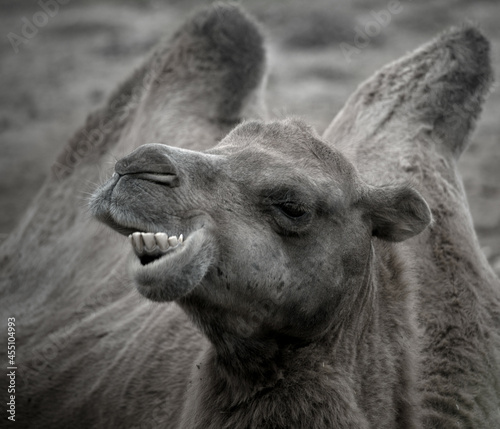 The Bactrian camel, the Mongolian camel or domestic Bactrian camel has 2 humps to store nutrition to sustain survival in hardy conditions for long periods in extreme terrains. © Neil