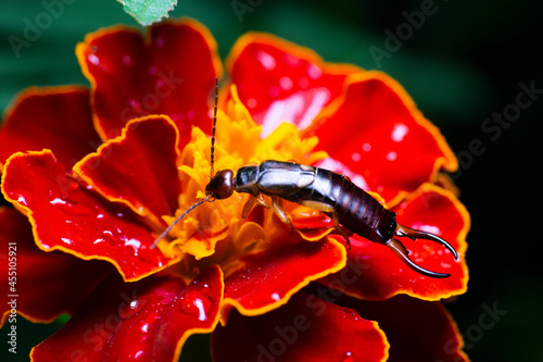 Insect and flower