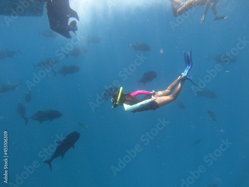 Snorkeling under water and watching sea creatures