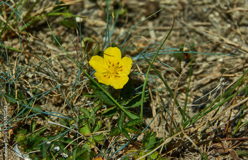 Potentilla multifida photo