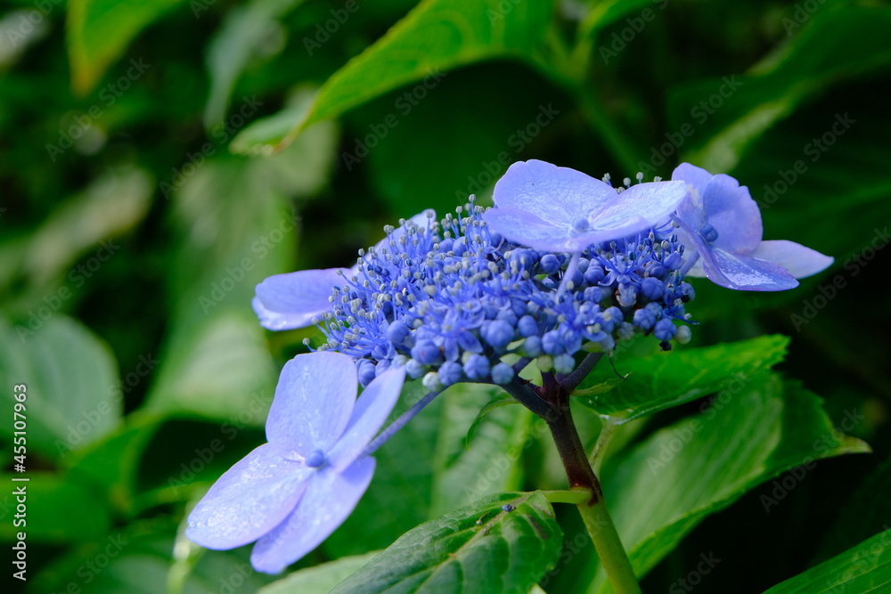 雨上がりの紫陽花のある風景(Hydrangea after rain)